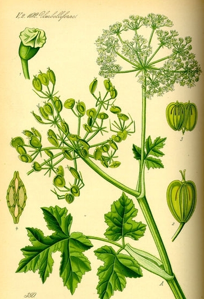 Pflanzenbild gross Wiesen-Bärenklau - Heracleum sphondylium