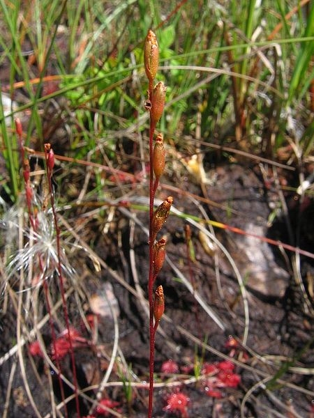 Pflanzenbild gross Rundblättriger Sonnentau - Drosera rotundifolia