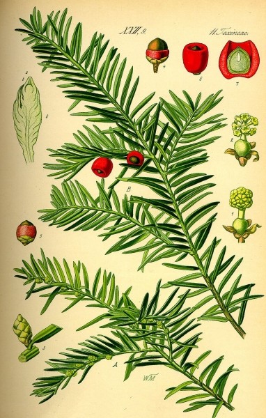 Pflanzenbild gross Eibe - Taxus baccata
