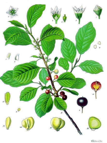 Pflanzenbild gross Faulbaum - Frangula alnus