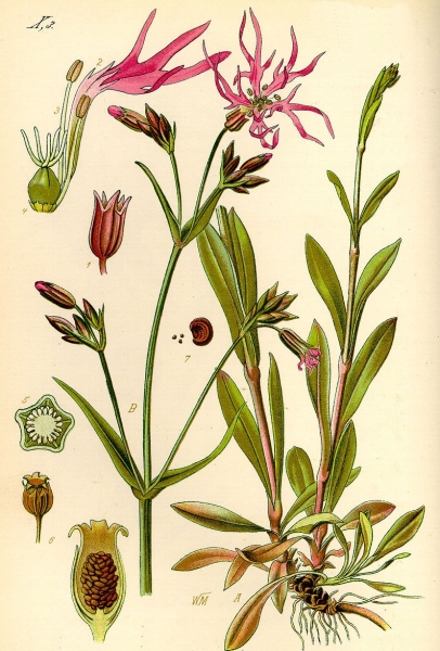 Pflanzenbild gross Kuckucks-Lichtnelke - Silene flos-cuculi