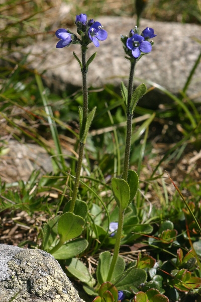 Pflanzenbild gross Masslieb-Ehrenpreis - Veronica bellidioides