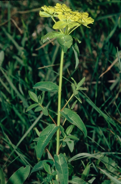 Pflanzenbild gross Warzige Wolfsmilch - Euphorbia verrucosa