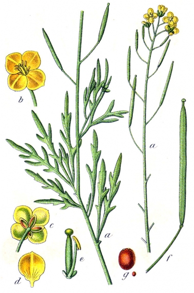 Pflanzenbild gross Schmalblättriger Doppelsame - Diplotaxis tenuifolia