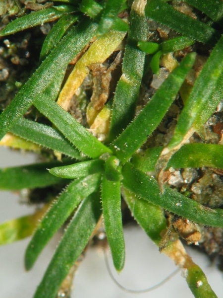Pflanzenbild gross Niederliegendes Mastkraut - Sagina procumbens