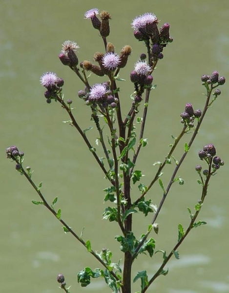 Pflanzenbild gross Acker-Kratzdistel - Cirsium arvense
