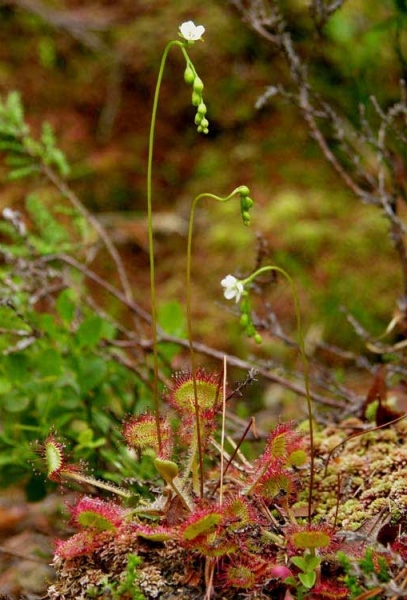 Pflanzenbild gross Rundblättriger Sonnentau - Drosera rotundifolia