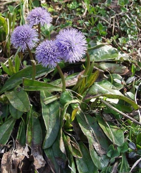 Pflanzenbild gross Schaft-Kugelblume - Globularia nudicaulis