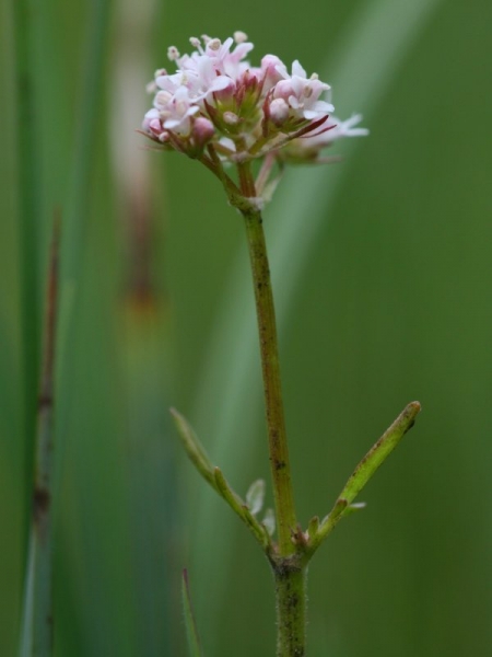 Pflanzenbild gross Sumpf-Baldrian - Valeriana dioica