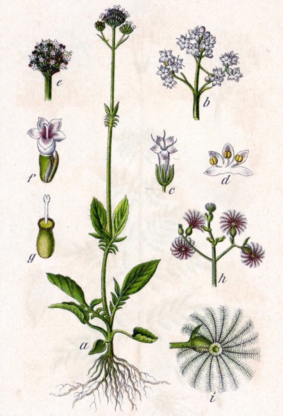 Pflanzenbild gross Sumpf-Baldrian - Valeriana dioica
