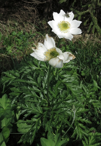Pflanzenbild gross Weisse Alpen-Anemone - Pulsatilla alpina subsp. alpina