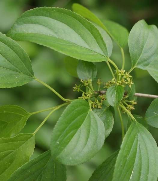 Pflanzenbild gross Purgier-Kreuzdorn - Rhamnus cathartica