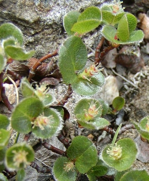 Pflanzenbild gross Kraut-Weide - Salix herbacea