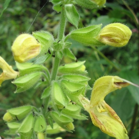 Pflanzenbild gross Klebrige Salbei - Salvia glutinosa