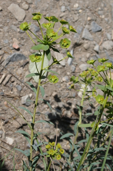 Pflanzenbild gross Steppen-Wolfsmilch - Euphorbia seguieriana subsp. seguieriana