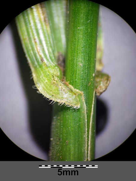 Pflanzenbild gross Rohr-Schwingel - Festuca arundinacea
