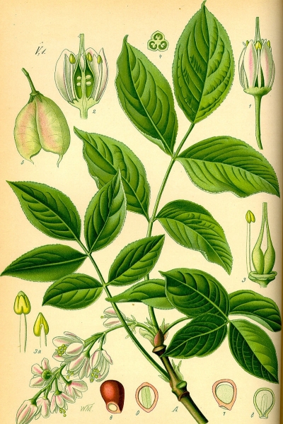 Pflanzenbild gross Pimpernuss - Staphylea pinnata