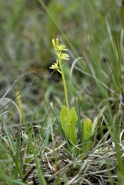 Pflanzenbild gross Zwiebelorchis - Liparis loeselii