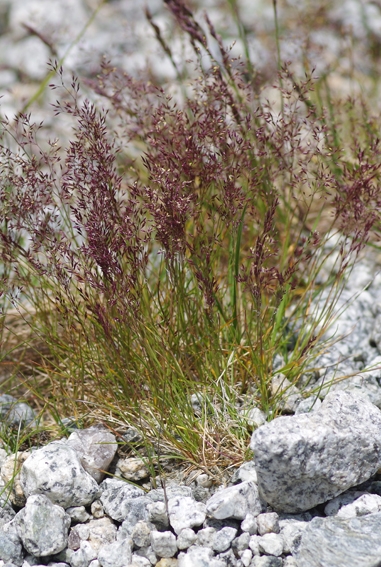 Pflanzenbild gross Felsen-Straussgras - Agrostis rupestris