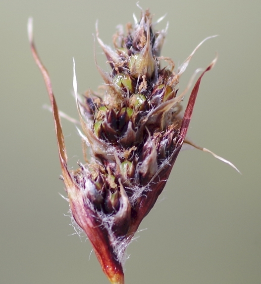 Pflanzenbild gross Gewöhnliche Ährige Hainsimse - Luzula spicata subsp. spicata