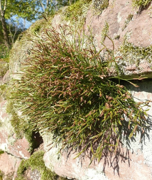 Pflanzenbild gross Nordischer Streifenfarn - Asplenium septentrionale
