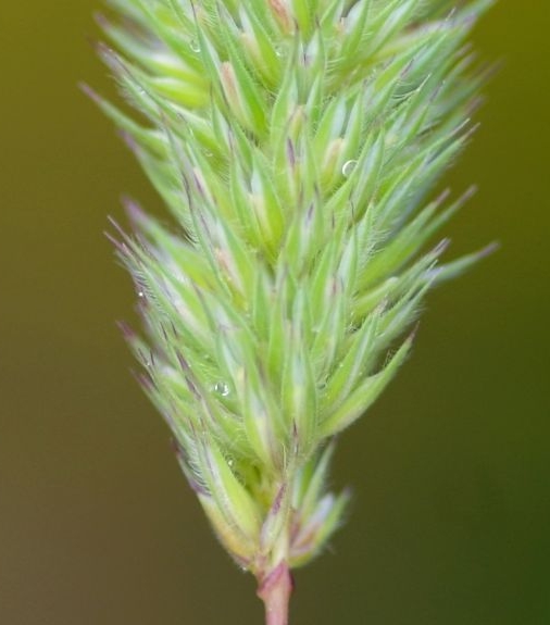 Pflanzenbild gross Behaartes Lieschgras - Phleum hirsutum