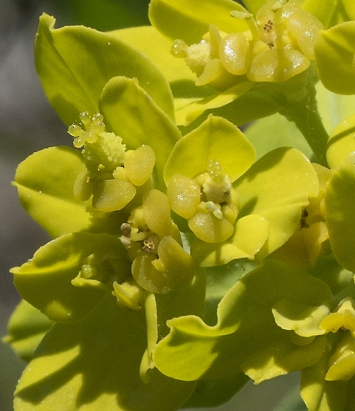 Pflanzenbild gross Warzige Wolfsmilch - Euphorbia verrucosa