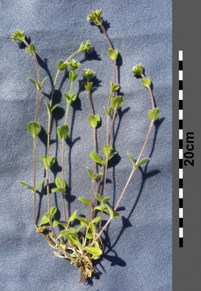 Pflanzenbild gross Knäuel-Hornkraut - Cerastium glomeratum