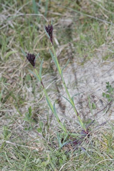 Pflanzenbild gross Kartäuser-Nelke - Dianthus carthusianorum
