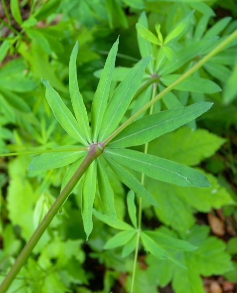 Pflanzenbild gross Wald-Labkraut - Galium sylvaticum
