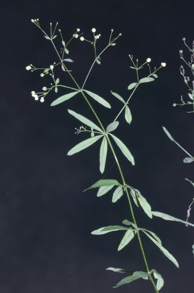 Pflanzenbild gross Wald-Labkraut - Galium sylvaticum