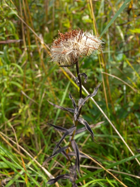 Pflanzenbild gross Weiden-Alant - Inula salicina