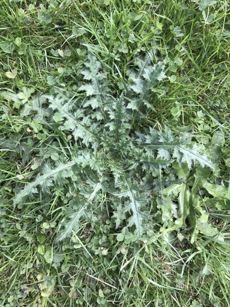 Pflanzenbild gross Sumpf-Kratzdistel - Cirsium palustre