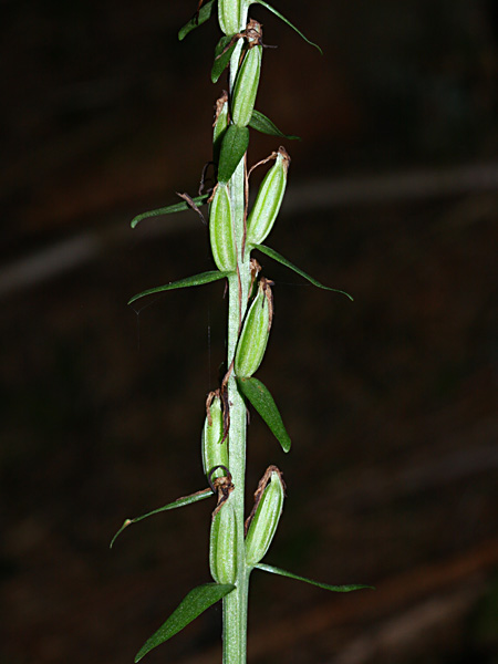 Pflanzenbild gross Weisses Waldvögelein - Cephalanthera damasonium