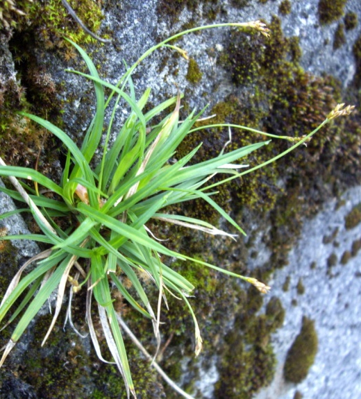 Pflanzenbild gross Vogelfuss-Segge - Carex ornithopoda