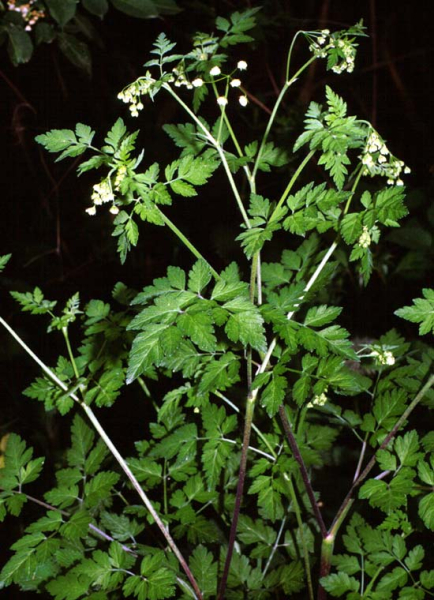 Pflanzenbild gross Hecken-Kälberkropf - Chaerophyllum temulum