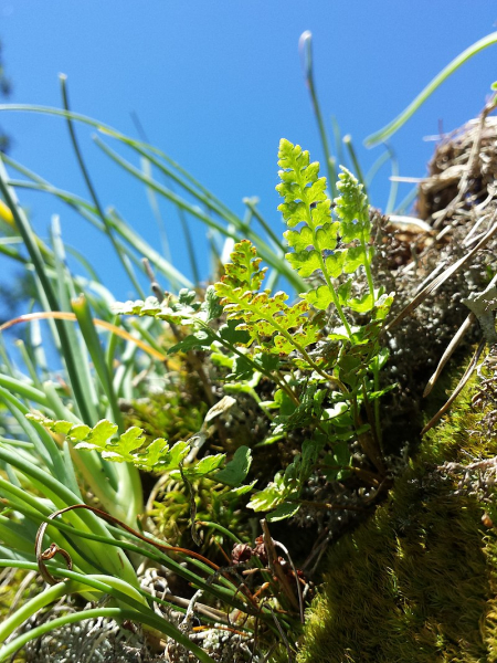 Pflanzenbild gross Alpen-Wimperfarn - Woodsia alpina