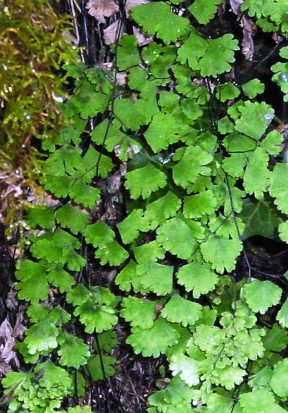 Pflanzenbild gross Venushaar - Adiantum capillus-veneris