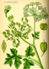 Einzelbild 1 Wiesen-Bärenklau - Heracleum sphondylium