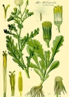 Einzelbild 2 Gemeines Greiskraut - Senecio vulgaris