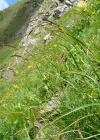 Einzelbild 1 Rost-Segge - Carex ferruginea