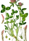 Einzelbild 2 Rot-Klee - Trifolium pratense
