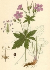 Einzelbild 3 Wald-Storchschnabel - Geranium sylvaticum