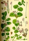 Einzelbild 2 Gundelrebe - Glechoma hederacea