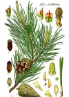 Einzelbild 1 Wald-Föhre - Pinus sylvestris