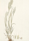 Einzelbild 2 Wiesen-Goldhafer - Trisetum flavescens