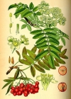Einzelbild 2 Vogelbeerbaum - Sorbus aucuparia