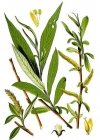 Einzelbild 2 Silber-Weide - Salix alba