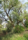 Einzelbild 1 Silber-Weide - Salix alba