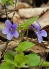 Einzelbild 1 Wald-Veilchen - Viola reichenbachiana